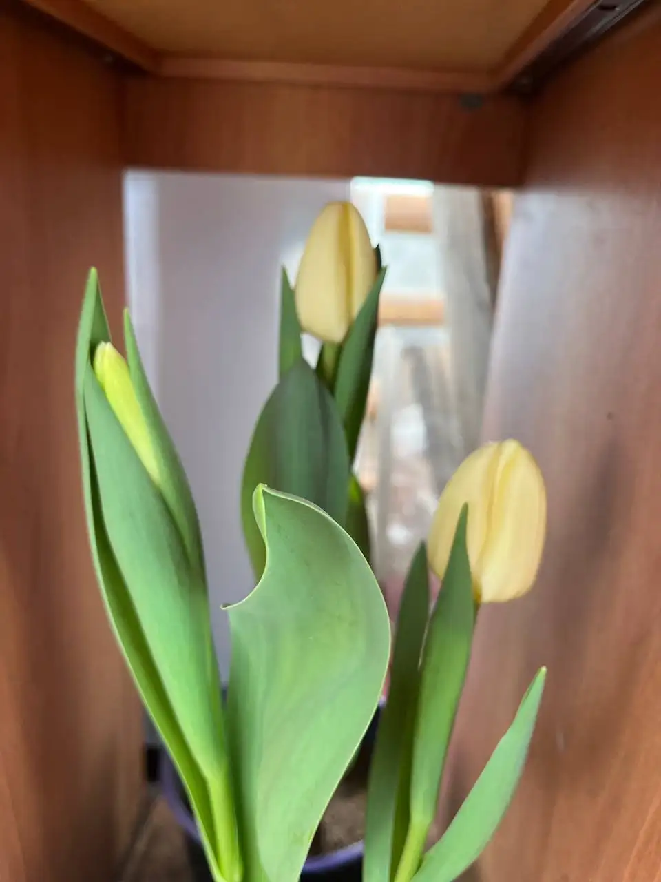 Горшочек из 3 тюльпанов кремового цвета - Растения (Хобби и отдых) в Уфа