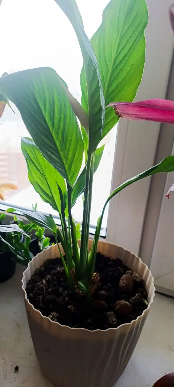 Растение с бутоном - Растения (Хобби и отдых) в Уфа