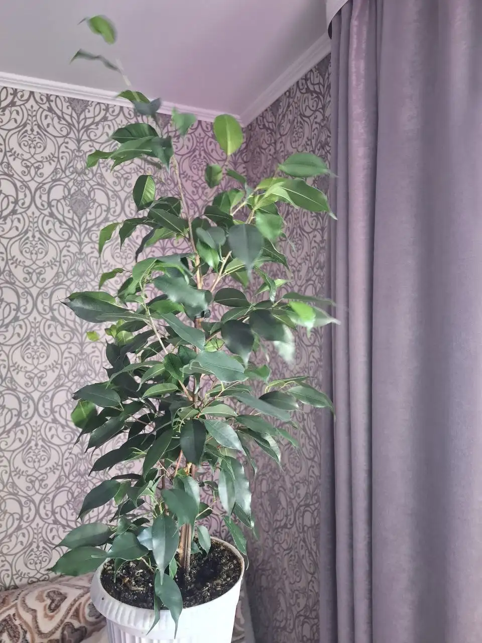 Продажа фикусов темнолистного и пестролистного - Растения (Хобби и отдых) в Уфа