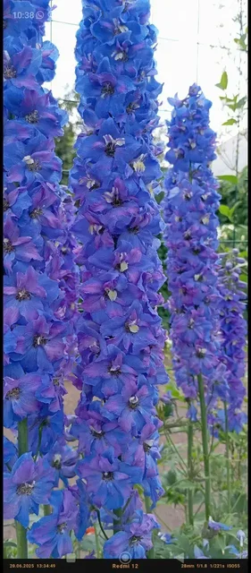 Распада дельфиниума - Кальяны и аксессуары в Уфа