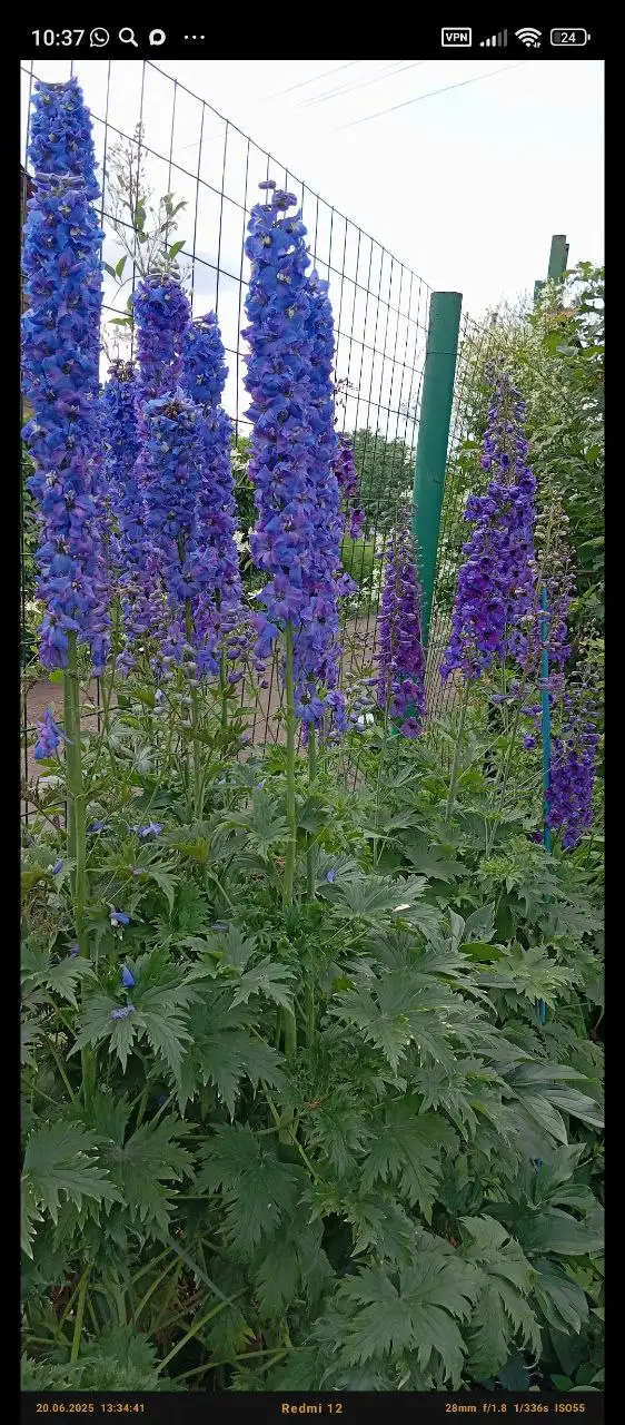 Распада дельфиниума - Растения (Хобби и отдых) в Уфа