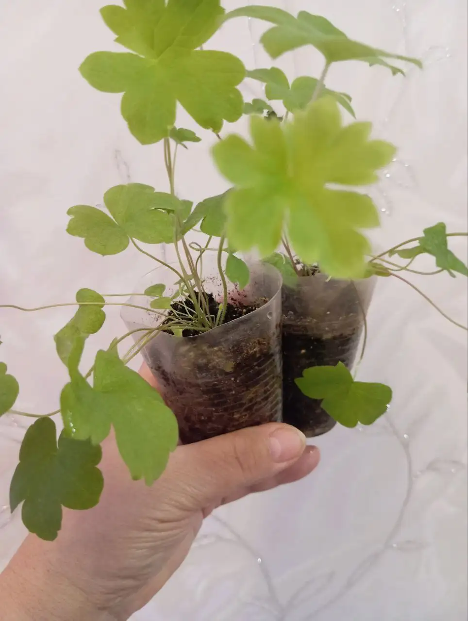 Распада дельфиниума - Растения (Хобби и отдых) в Уфа