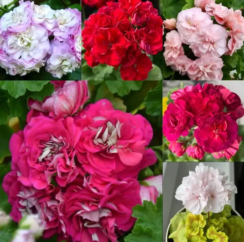 Продажа укорененных черенков сортовых пеларгоний - Кальяны и аксессуары в Уфа