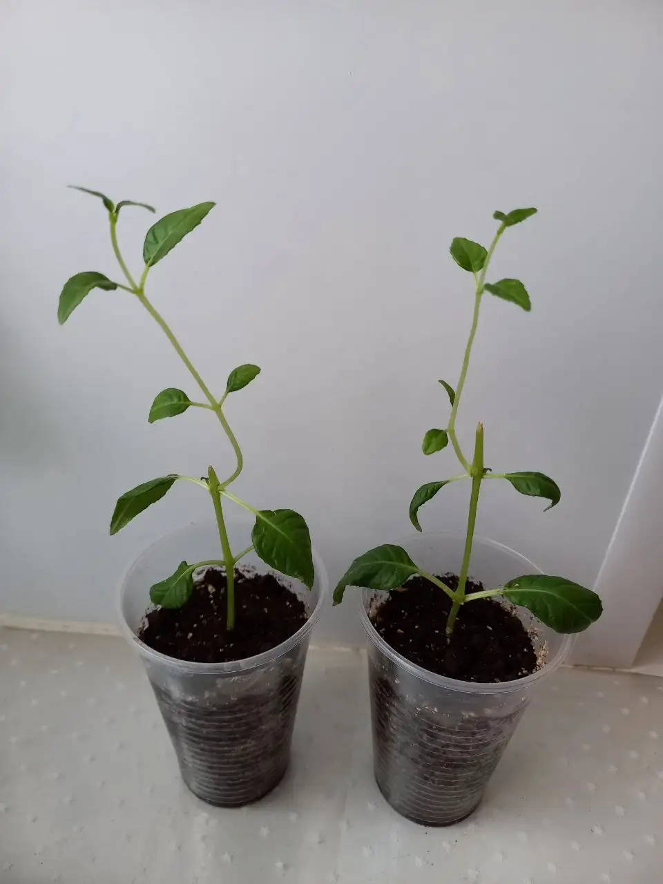 Черенки и укорененные срезы фуксии - Растения (Хобби и отдых) в Уфа