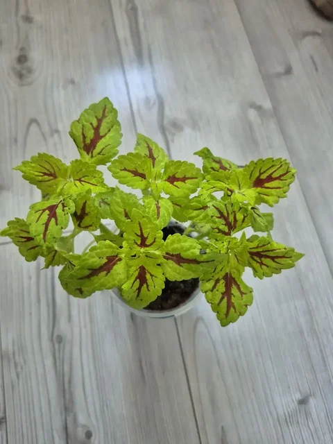 Растения с маминой дачи - Кальяны и аксессуары в Уфа