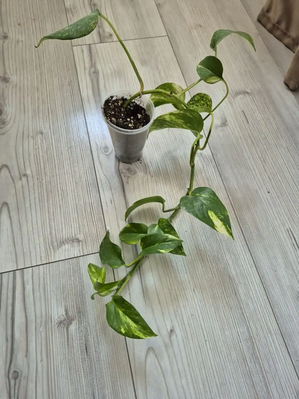 Растения с маминой дачи - Растения (Хобби и отдых) в Уфа