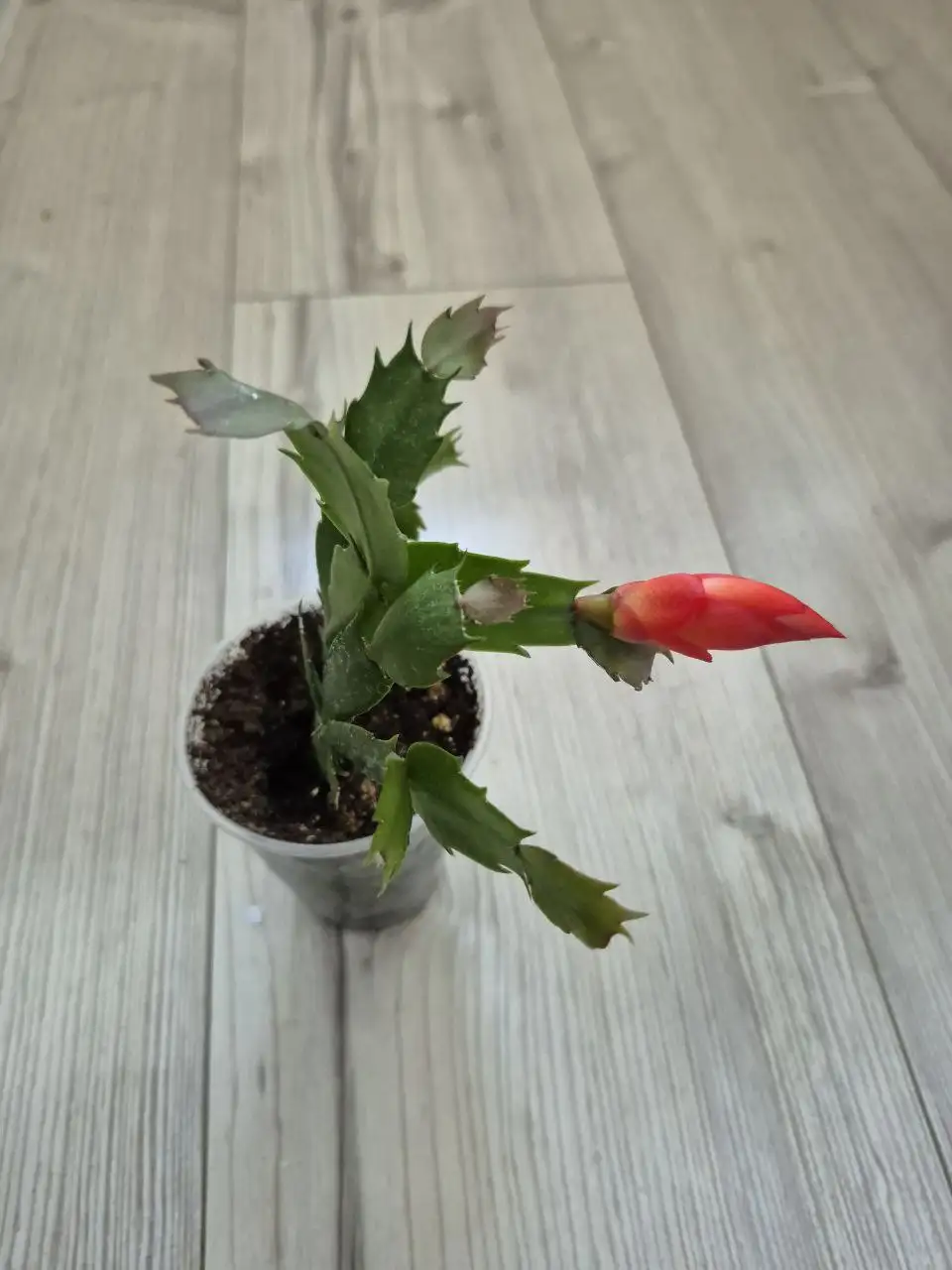 Растения с маминой дачи - Растения (Хобби и отдых) в Уфа