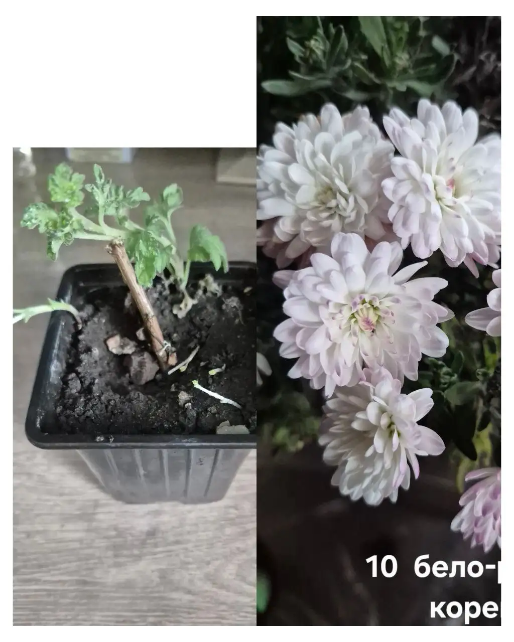 Растения с маминой дачи - Растения (Хобби и отдых) в Уфа