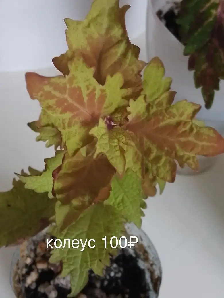 Продажа вегетативных сортовых колеусов (черенки) - Растения (Хобби и отдых) в Уфа