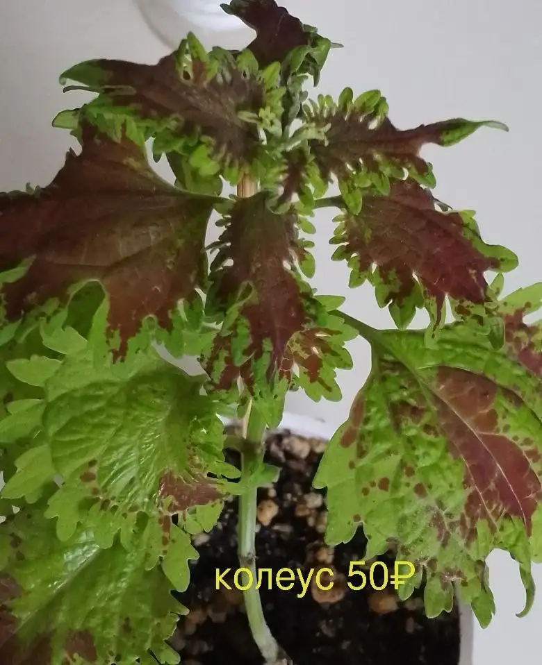 Продажа вегетативных сортовых колеусов (черенки) - Растения (Хобби и отдых) в Уфа