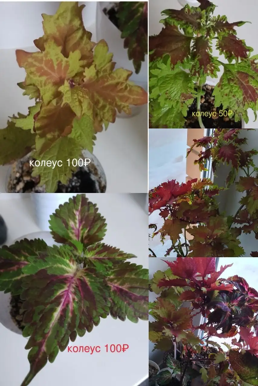 Продажа вегетативных сортовых колеусов (черенки) - Растения (Хобби и отдых) в Уфа