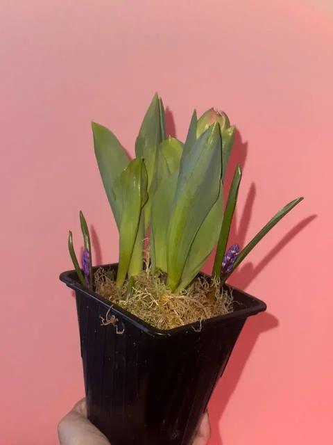 Свободные композиции в Ярком, Уфа - Кальяны и аксессуары в Уфа