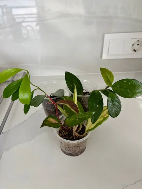 Хойи в пластиковых стаканчиках - Кальяны и аксессуары в Уфа