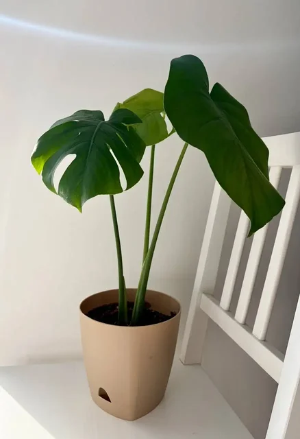 Монстера в пластиковом горшке с поддоном - Кальяны и аксессуары в Уфа