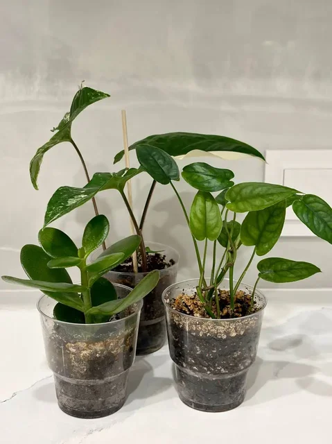 Набор укорененных черенков растений - Кальяны и аксессуары в Уфа