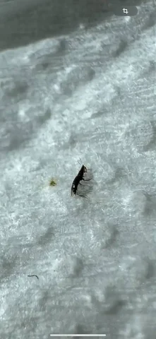 Растения с дачи в Уфе - Кальяны и аксессуары в Уфа