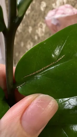 Странные полосы на листе замиокулькаса - Кальяны и аксессуары в Уфа