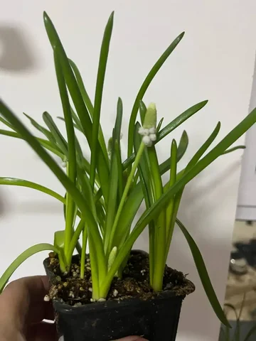 Мускари белые - Кальяны и аксессуары в Уфа