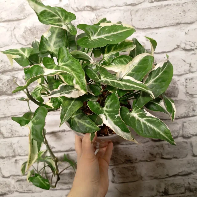 Сингониум три короля на фитиле - Кальяны и аксессуары в Уфа