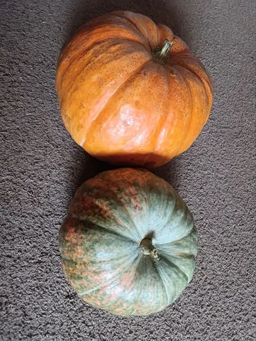 Тыква с оранжевой мякотью в Уфе - Стенды в Уфа