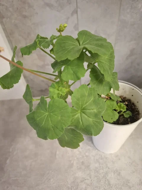 Герань - Спортивный инвентарь в Уфа