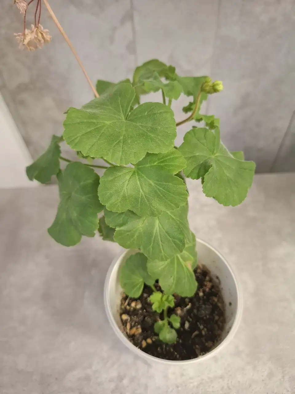 Герань - Растения (Барахолка) в Уфа