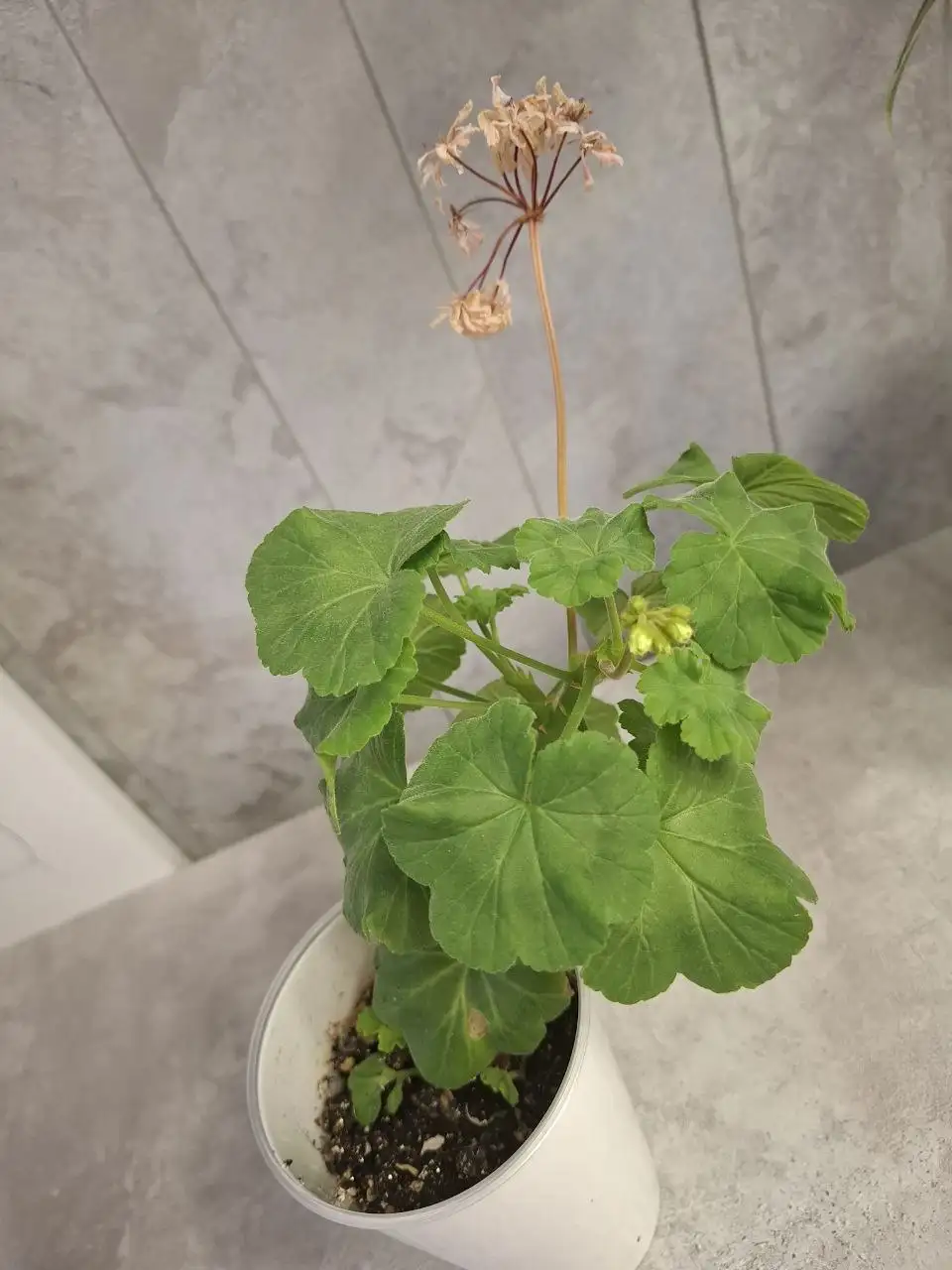 Герань - Растения (Барахолка) в Уфа