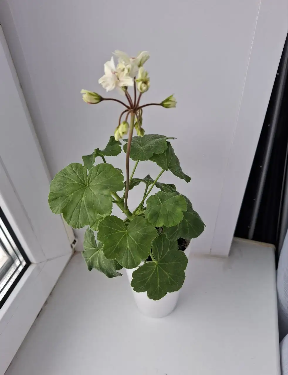 Герань - Растения (Барахолка) в Уфа