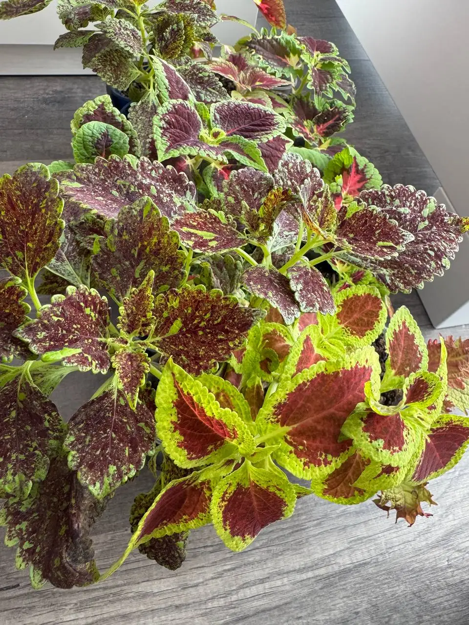 Продажа колеусов разных видов - Растения (Хобби и отдых) в Уфа