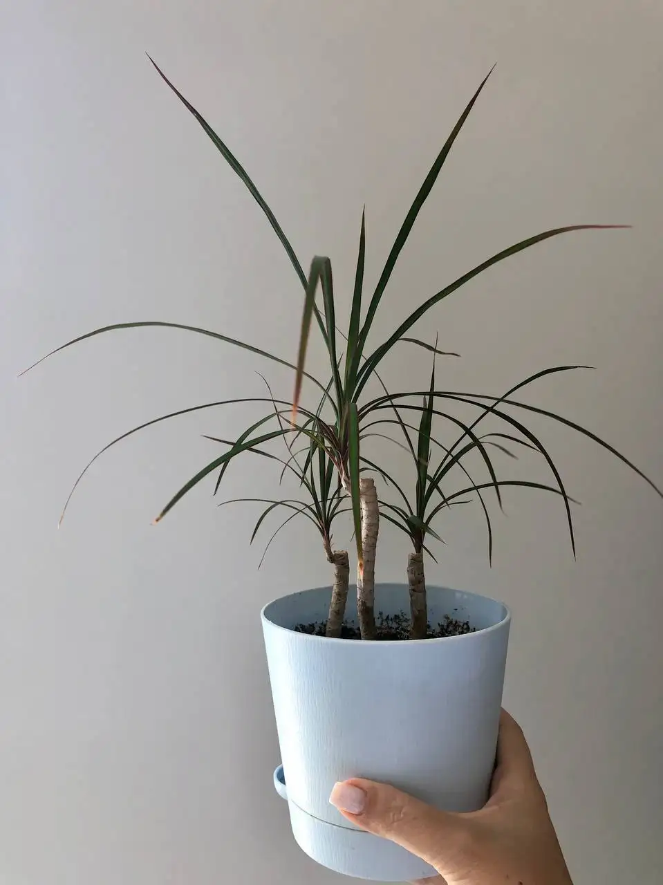 Взрослые комнатные растения в новых пластиковых горшках - Барахолка в Уфа