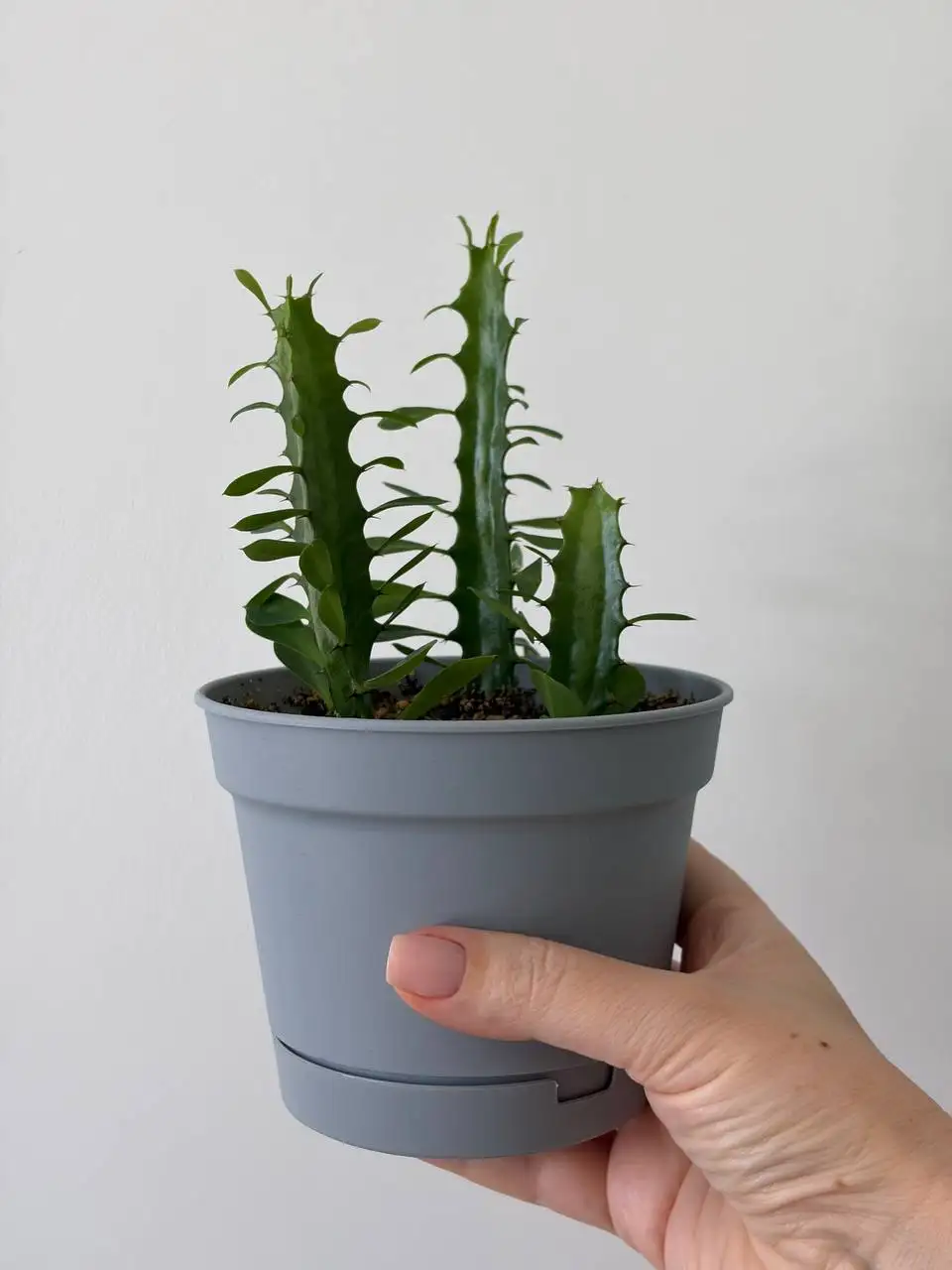 Взрослые комнатные растения в новых пластиковых горшках - Барахолка в Уфа