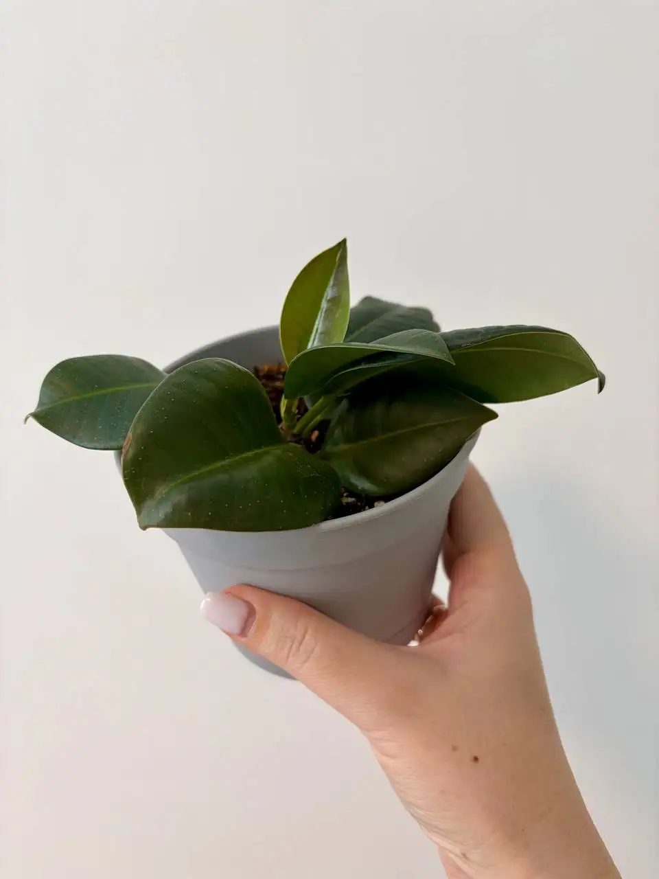 Взрослые комнатные растения в новых пластиковых горшках - Барахолка в Уфа