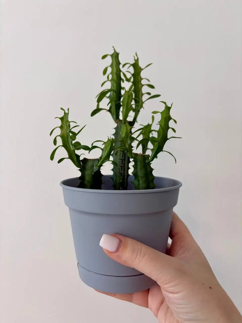 Взрослые комнатные растения в новых пластиковых горшках - Барахолка в Уфа