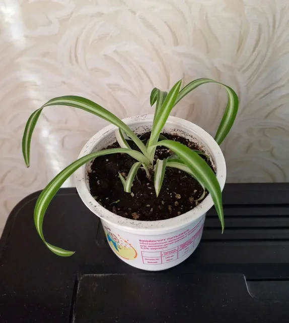 Хлорофитум в Уфе - Кальяны в Уфа