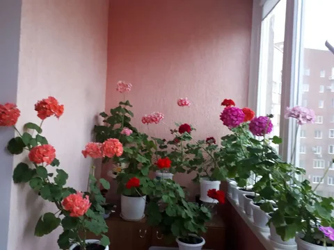 Пеларгония разных сортов и укорененные черенки - Кальяны в Уфа