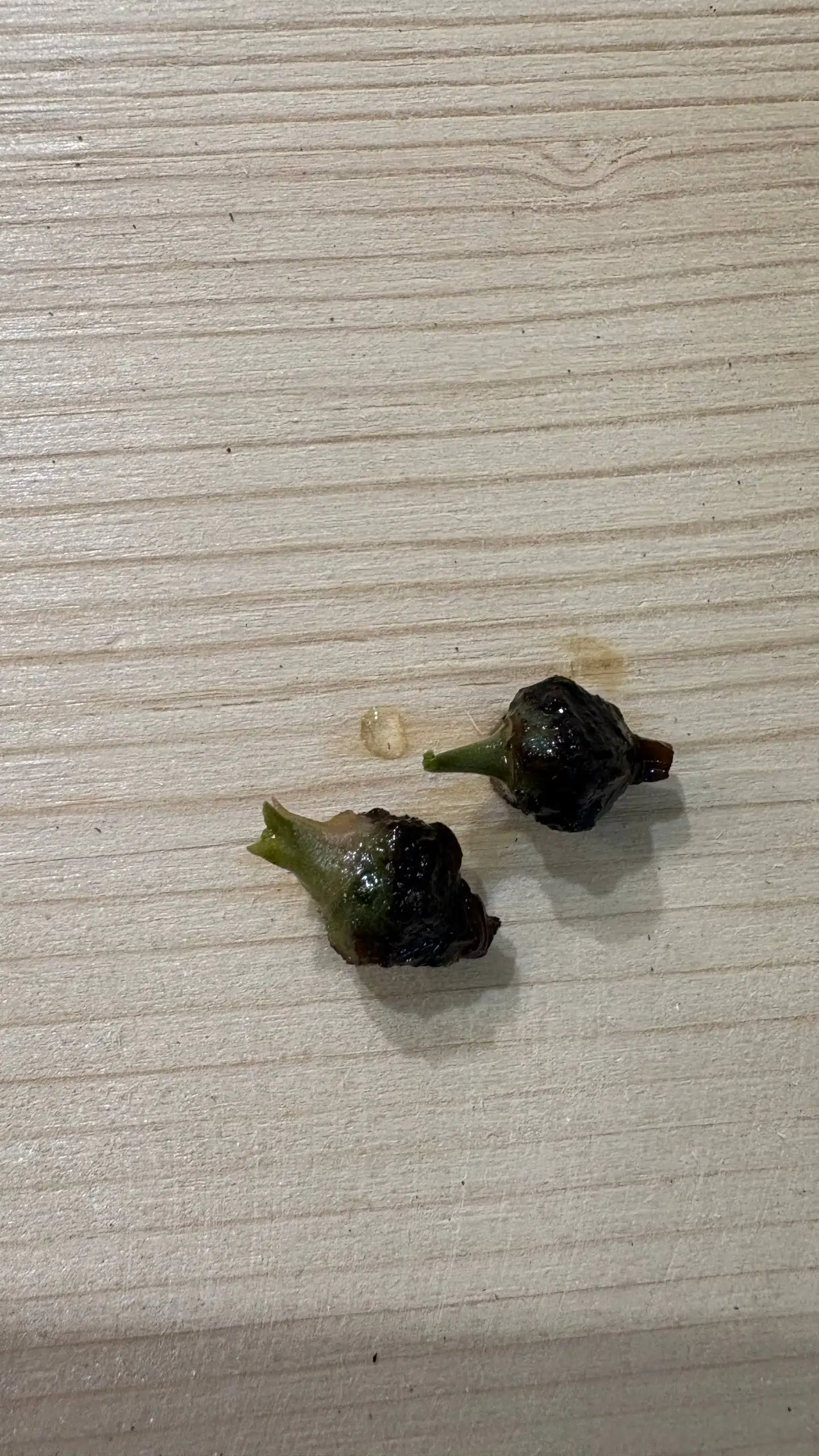 Продажа клубней алоказии Веном - Растения (Хобби и отдых) в Уфа