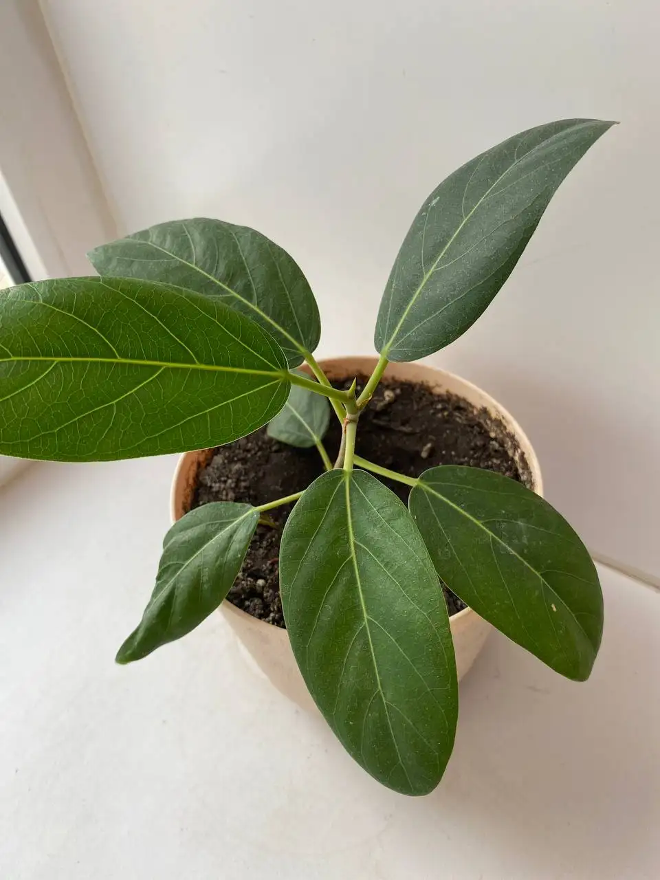 Фикусы бенгальский и бургунди в горшках - Растения (Хобби и отдых) в Уфа