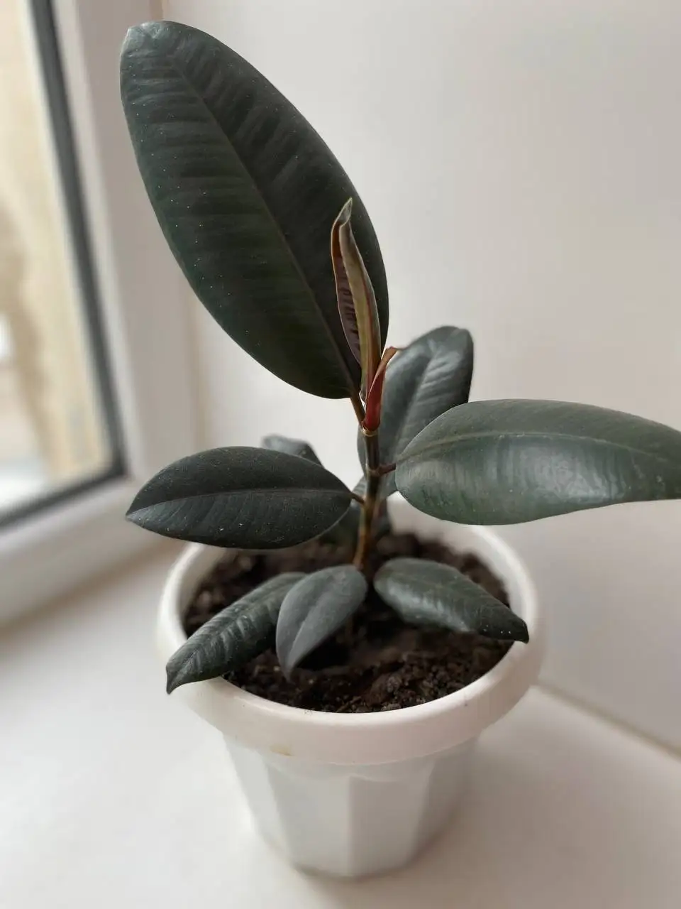 Фикусы бенгальский и бургунди в горшках - Растения (Хобби и отдых) в Уфа