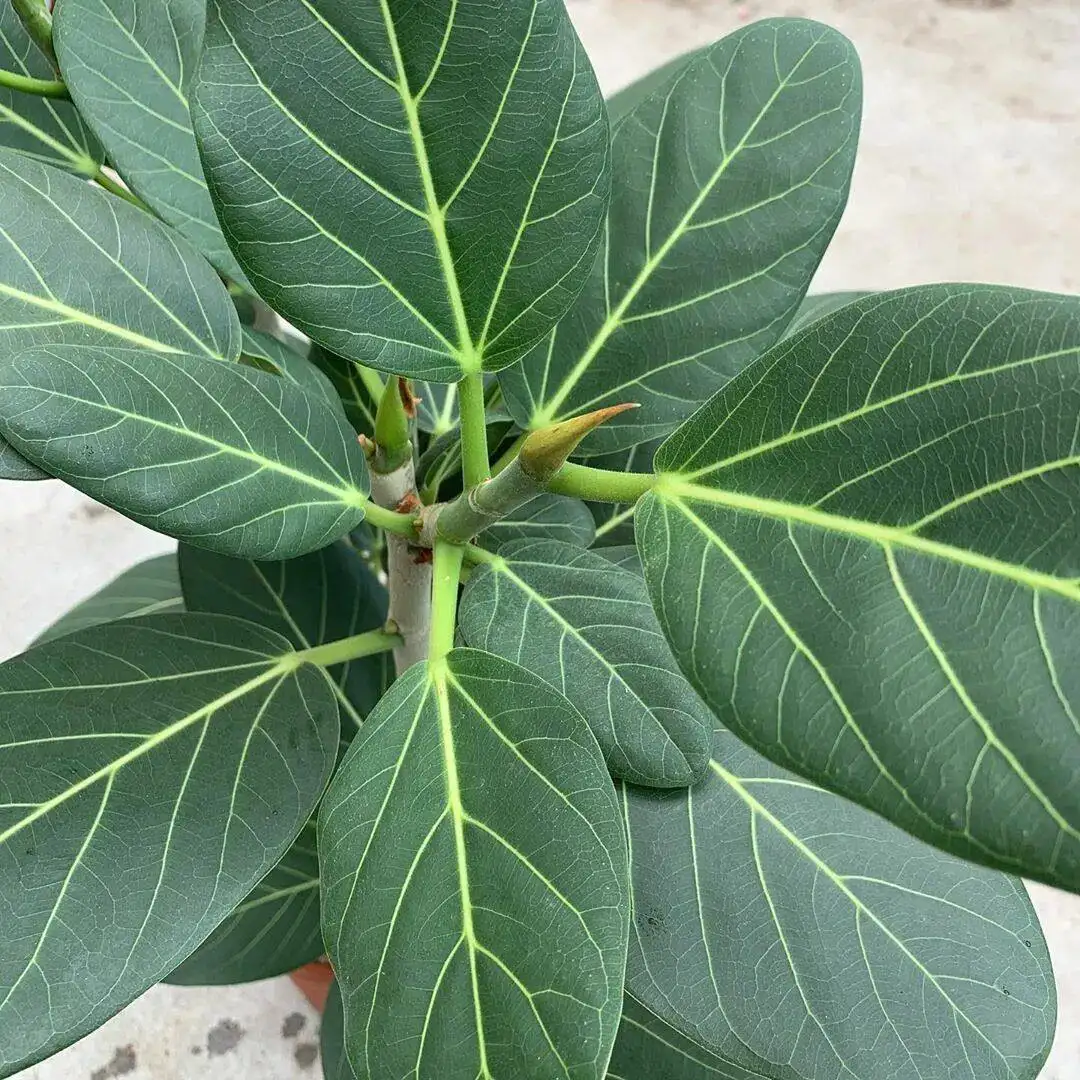 Фикусы бенгальский и бургунди в горшках - Растения (Хобби и отдых) в Уфа