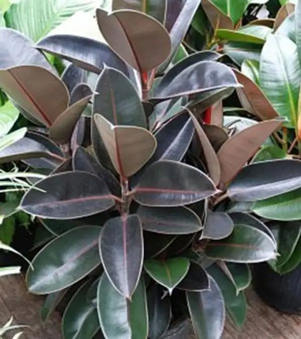 Фикусы бенгальский и бургунди в горшках - Растения (Хобби и отдых) в Уфа