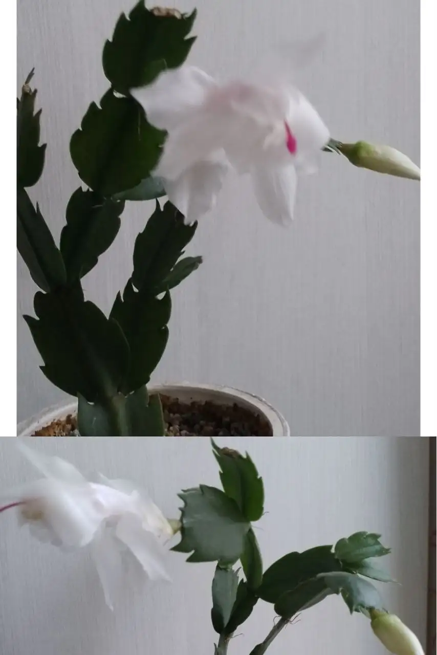 Растения для дачи в Уфе - Растения (Хобби и отдых) в Уфа