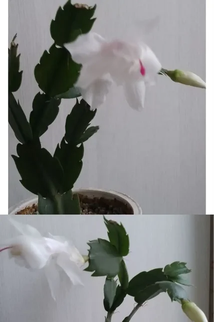 Растения для дачи в Уфе - Спорттовары в Уфа