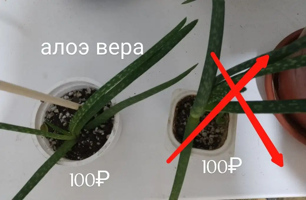 Растения для дачи в Уфе - Растения (Хобби и отдых) в Уфа