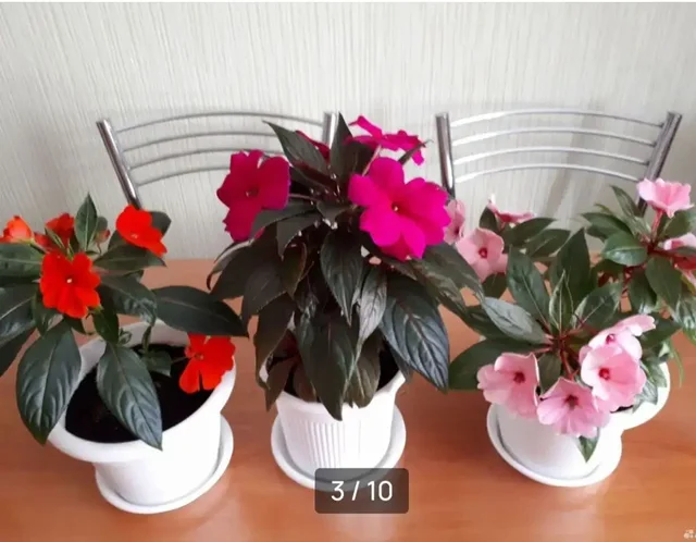 Продажа свежего среза бальзаминов новогвинейских 4 сортов - Спорттовары в Уфа