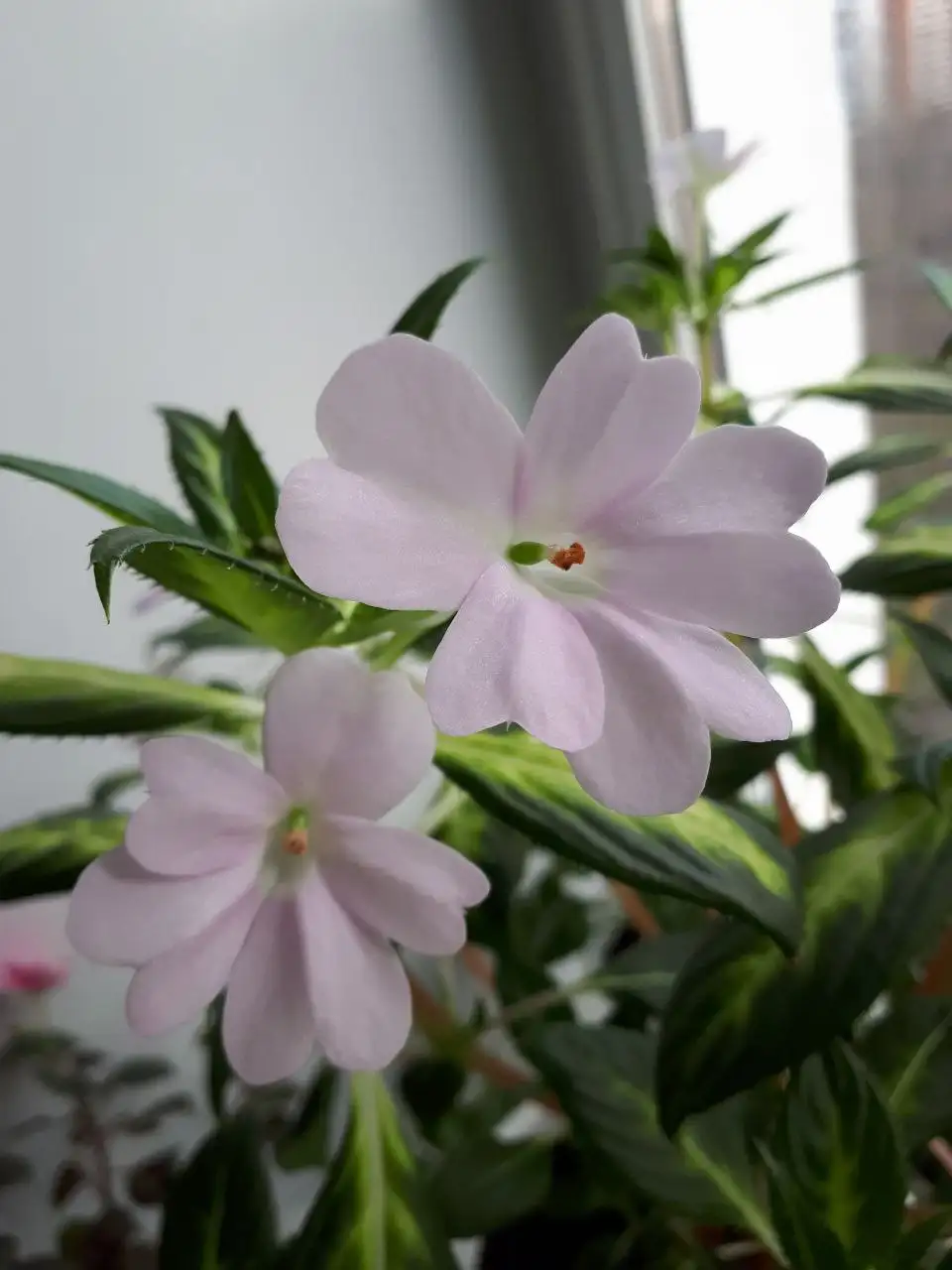 Продажа свежего среза бальзаминов новогвинейских 4 сортов - Растения (Хобби и отдых) в Уфа