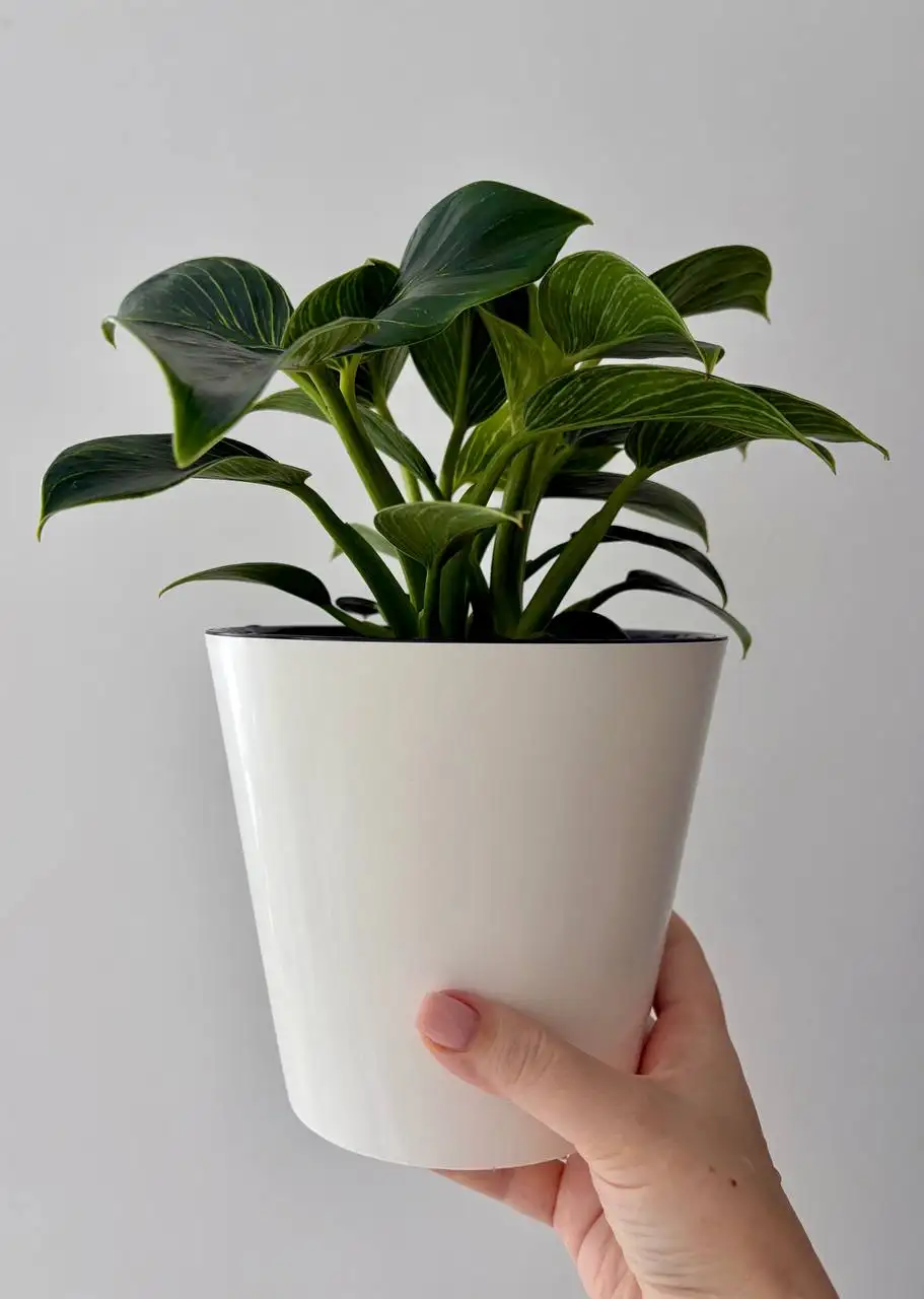 Филодендрон Биркин в двойном горшке - Растения (Хобби и отдых) в Уфа