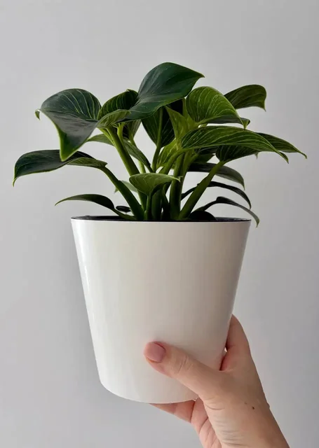 Филодендрон Биркин в двойном горшке - Спорттовары в Уфа