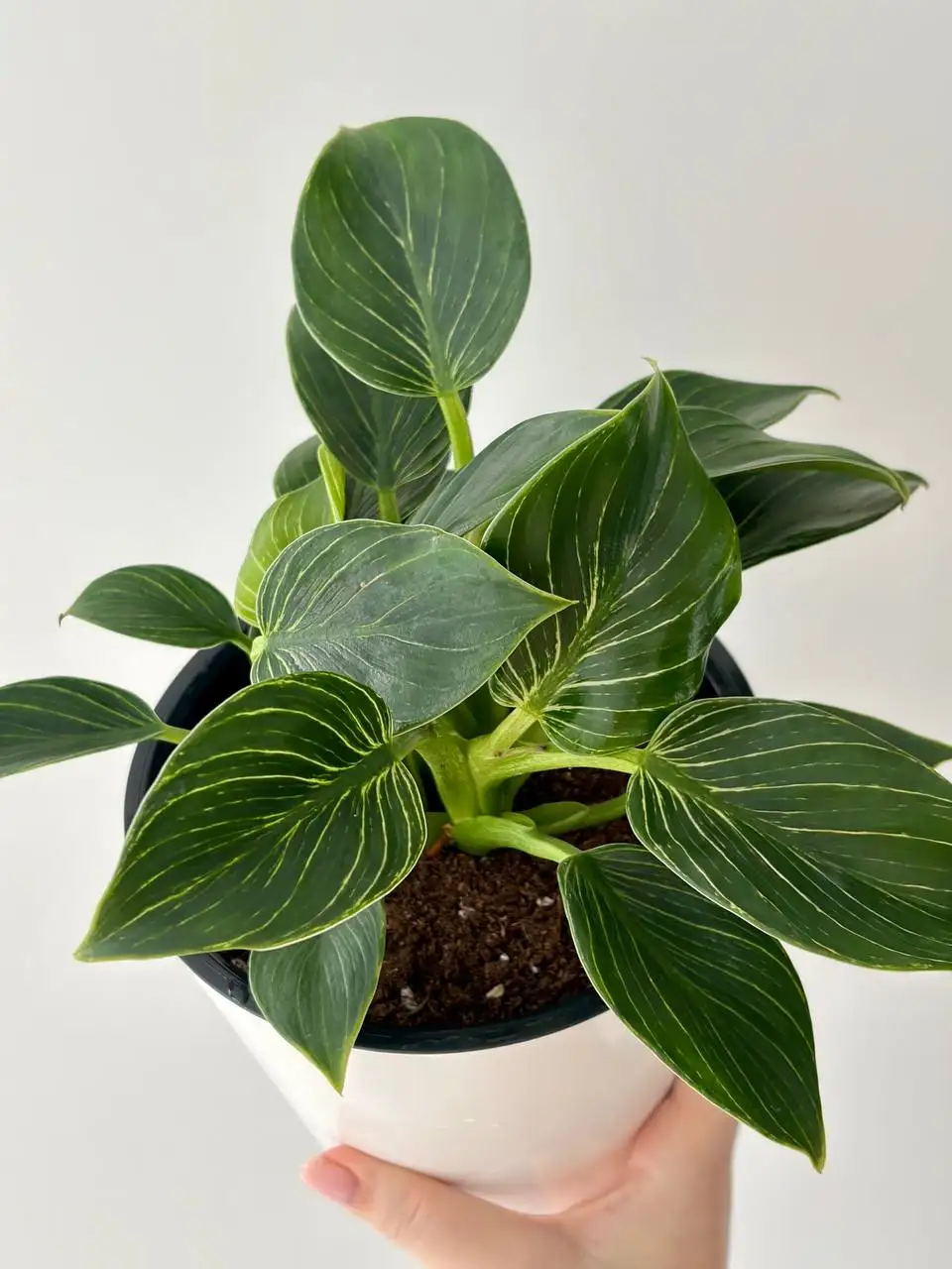 Филодендрон Биркин в двойном горшке - Растения (Хобби и отдых) в Уфа