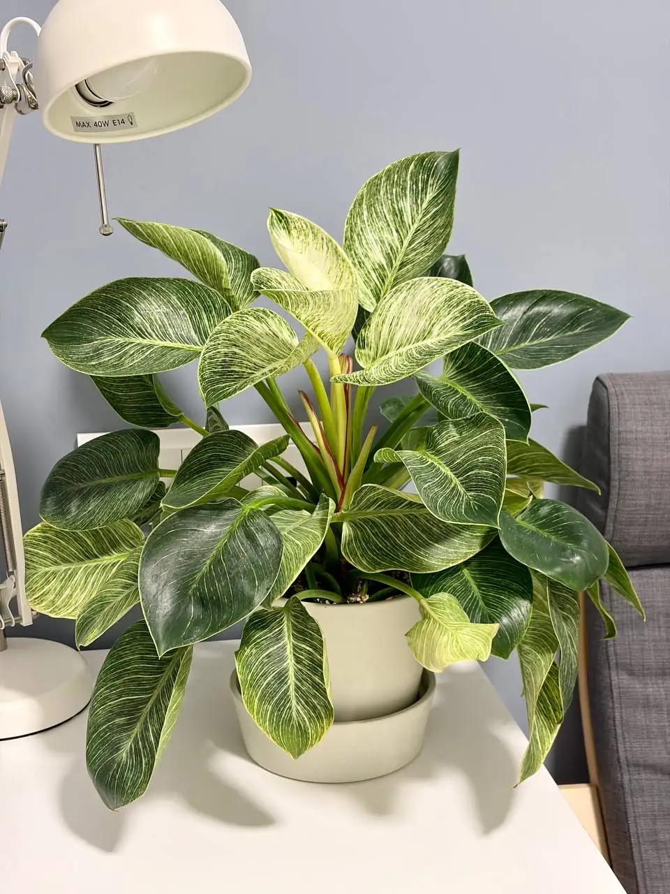 Филодендрон Биркин в двойном горшке - Растения (Хобби и отдых) в Уфа