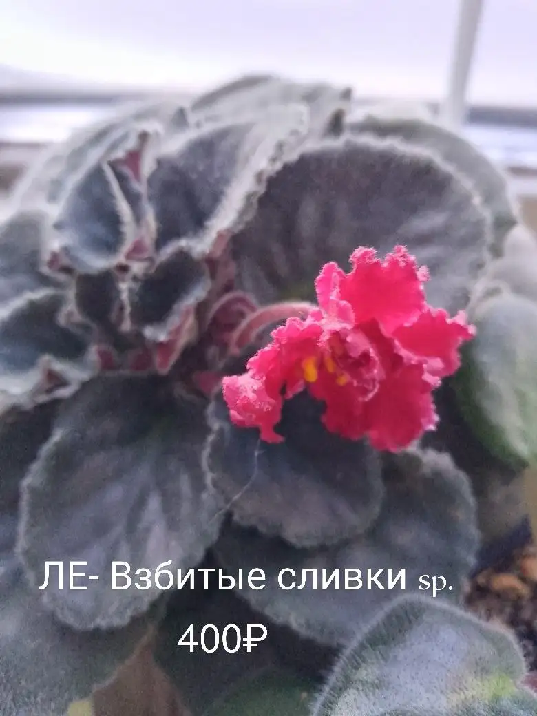 Продажа растений с дачи в Нагаево - Растения (Хобби и отдых) в Уфа